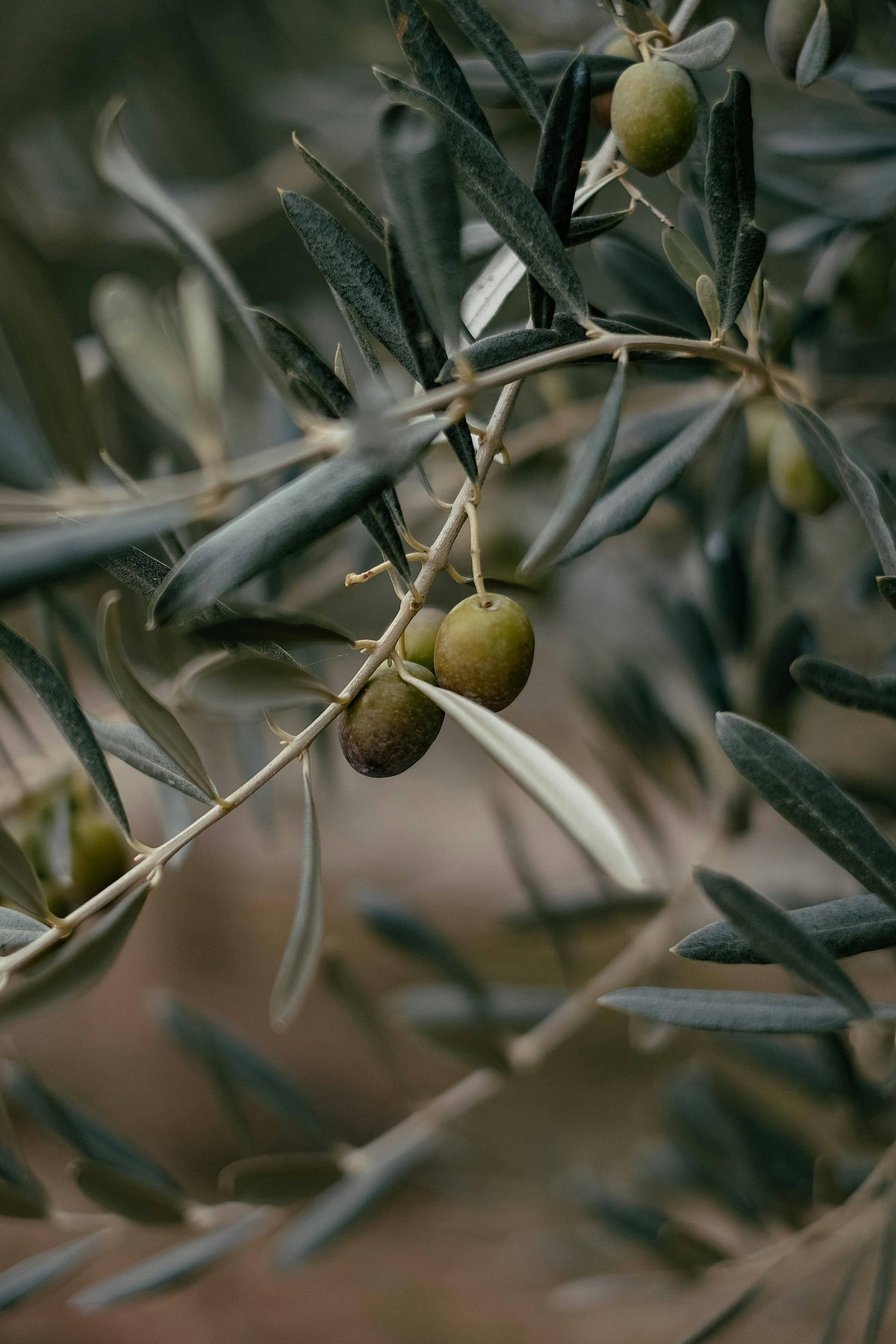Citron + Olive Leaf Room+Linen Spray