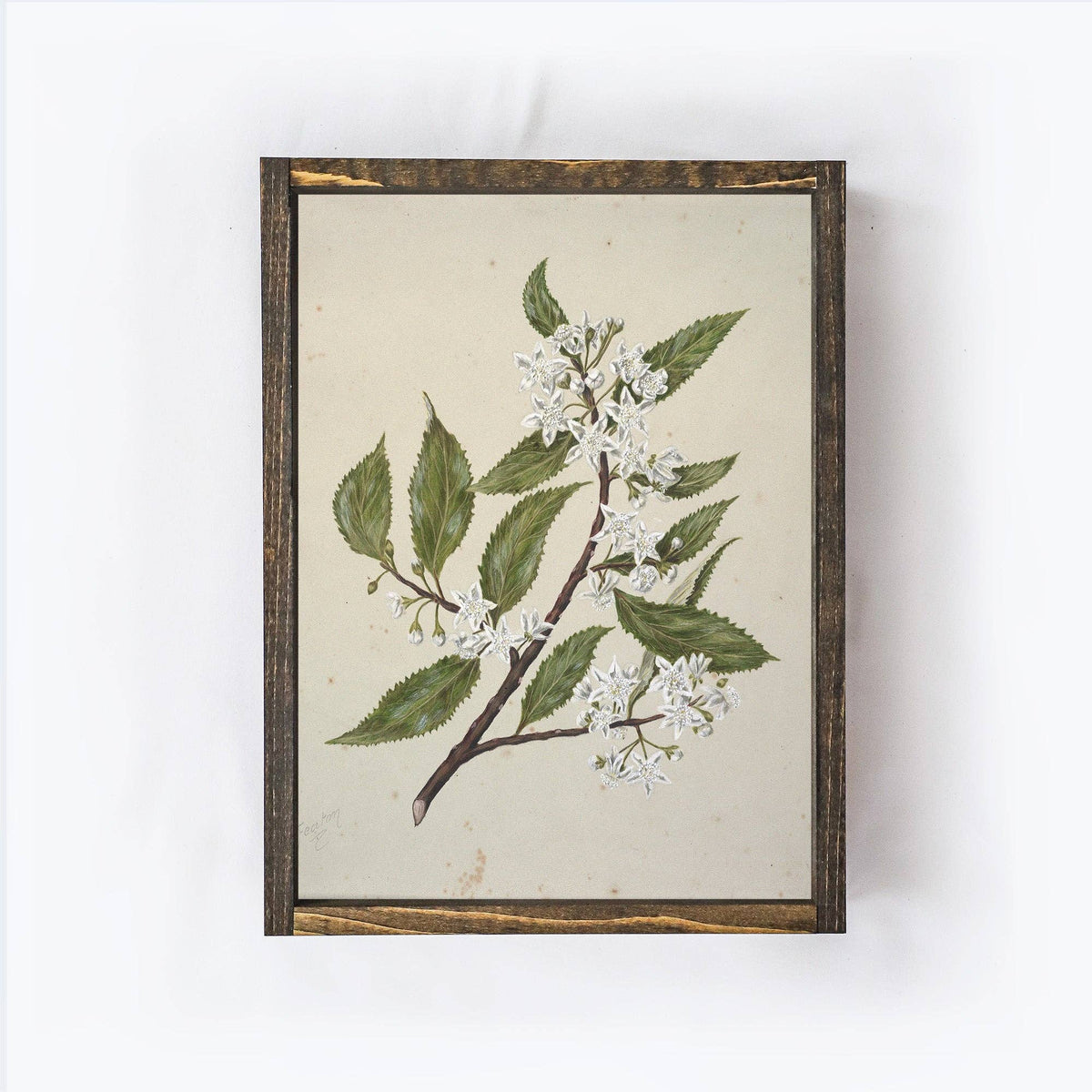 Vintage Style Flower Drawing Print