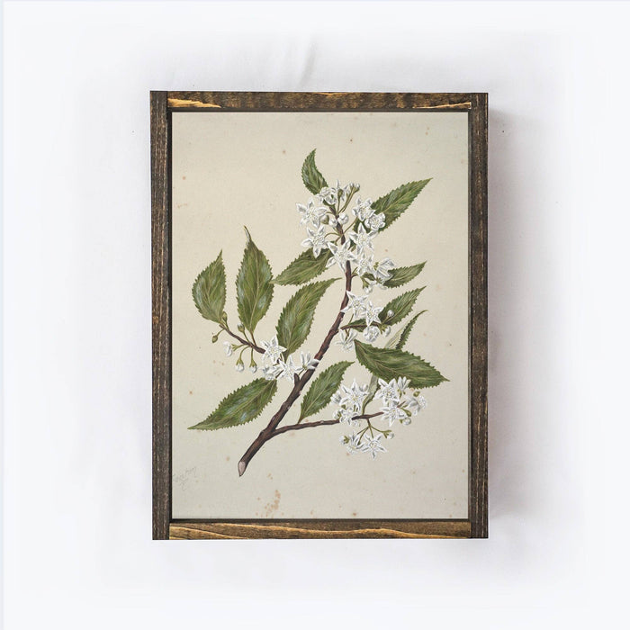 Vintage Style Flower Drawing Print