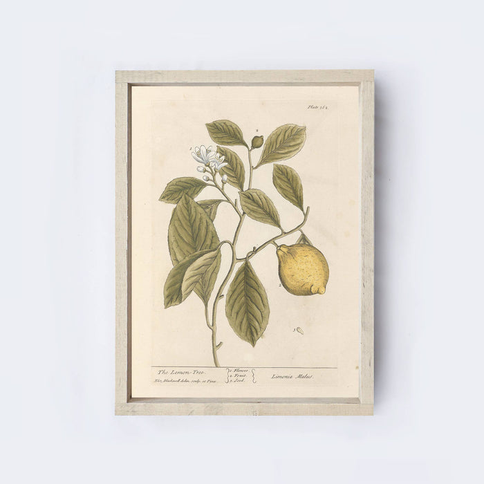 Vintage Style Lemon Tree Art