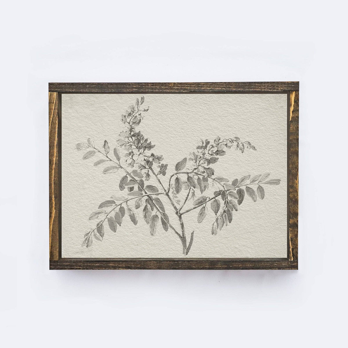 Vintage Print Framed | Botanical Watercolour