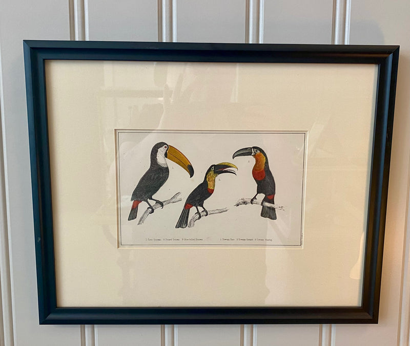Heirloom Toucan Lithograph