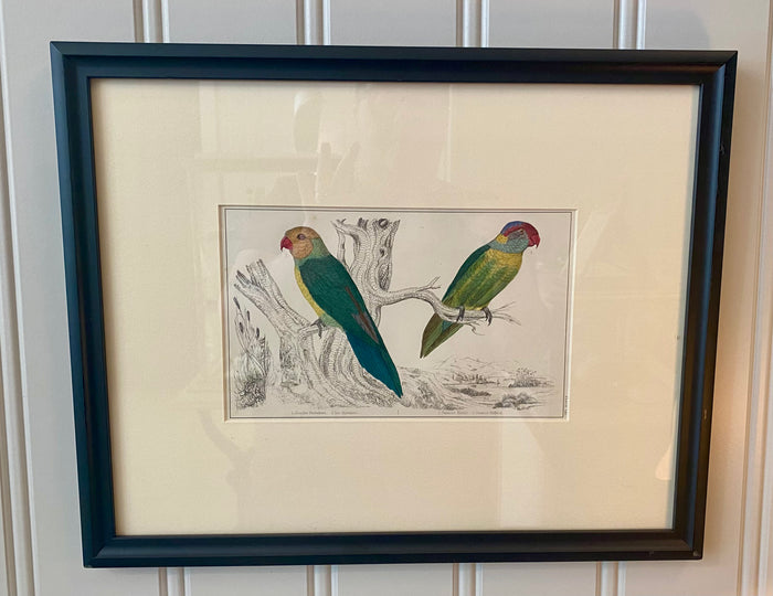Heirloom Parakeet Lithograph