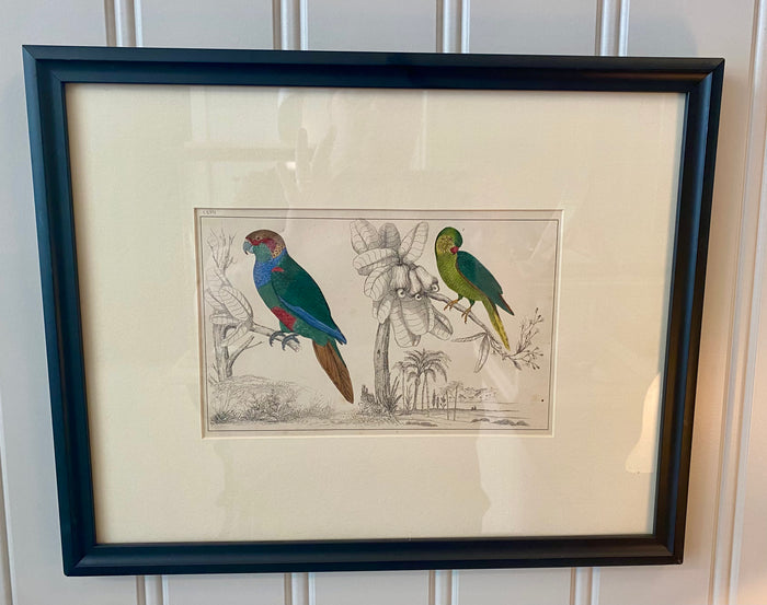 Heirloom Parrot Lithograph
