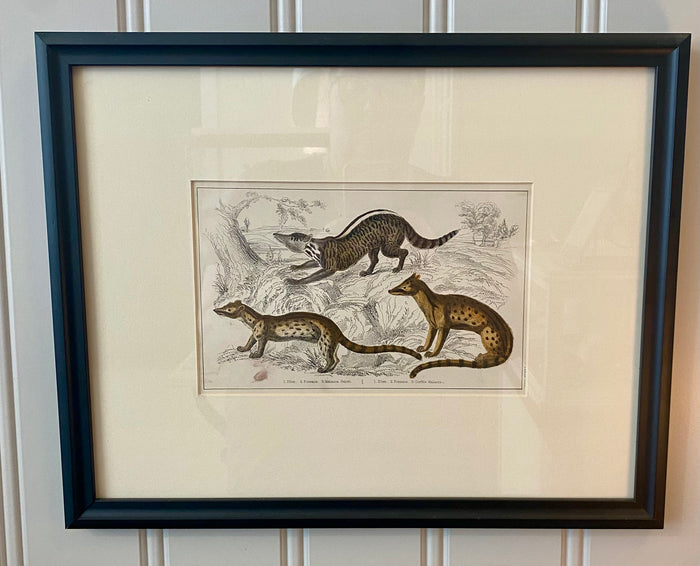 Heirloom Zibet, Fossane & Malacca Lithograph