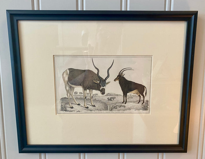 Heirloom Antelope Lithograph
