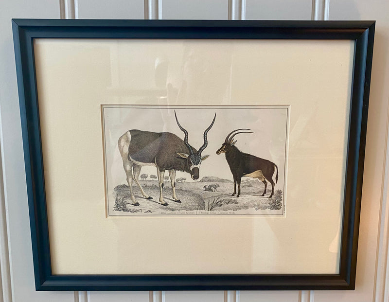 Heirloom Antelope Lithograph