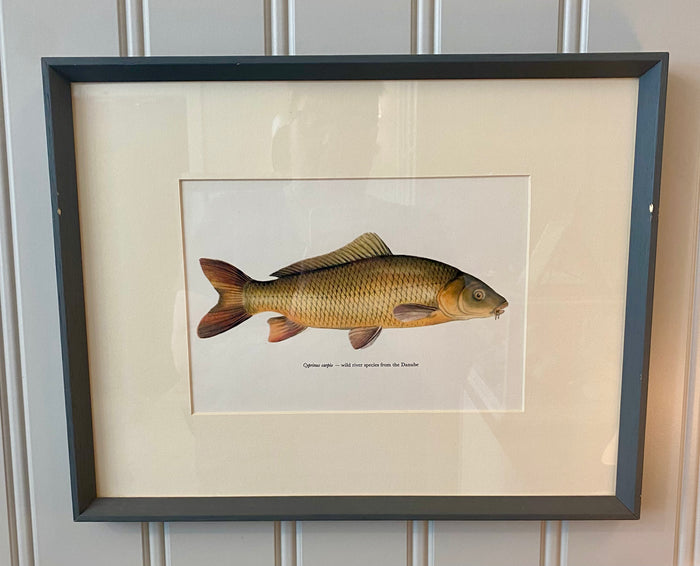 Heirloom Carp Lithograph