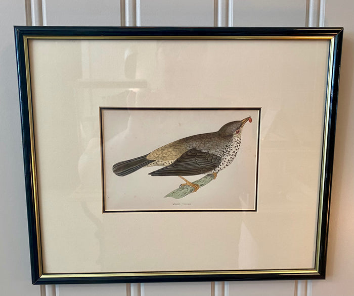 Heirloom Missel Thrush Lithograph