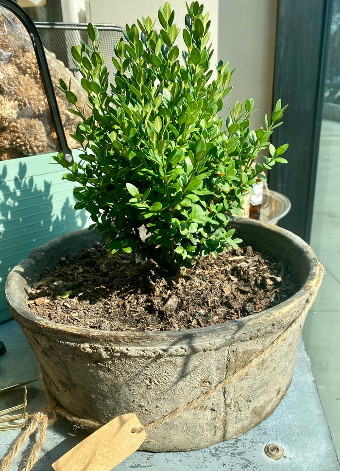 Boxwood, small