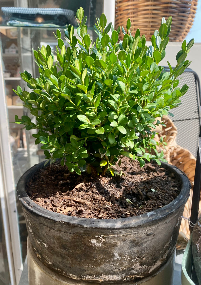 Boxwood, large