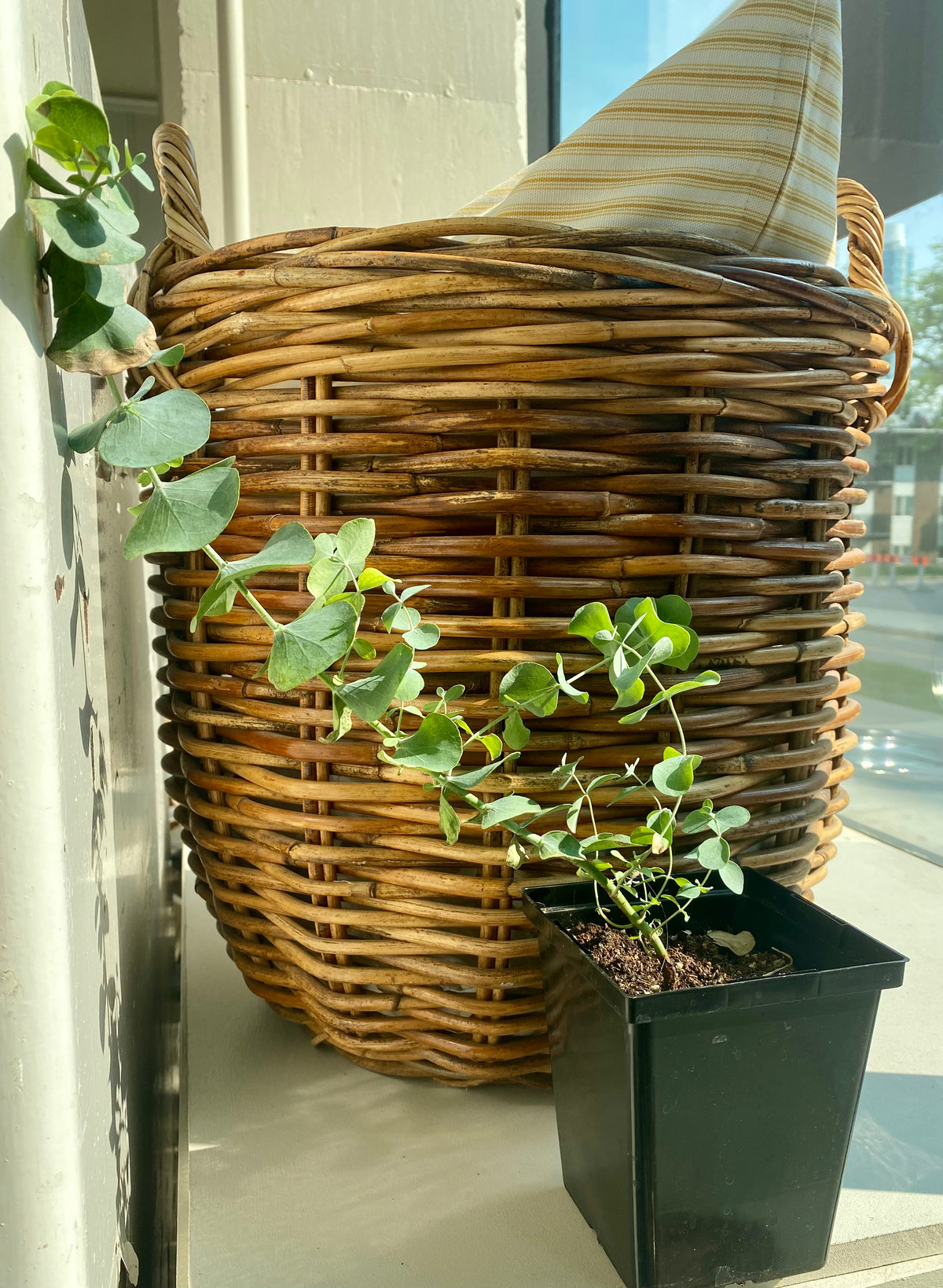Eucalyptus