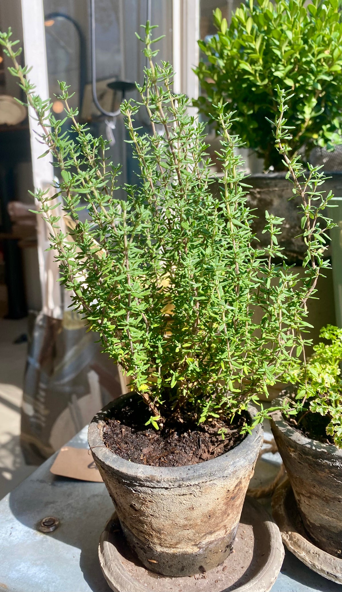 Thyme