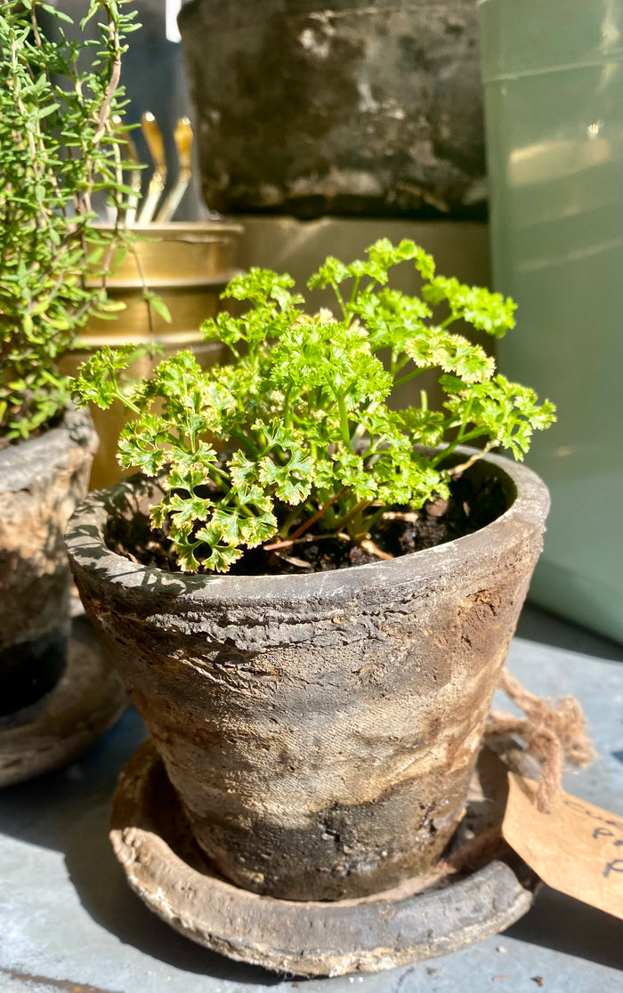 Curly Parsley