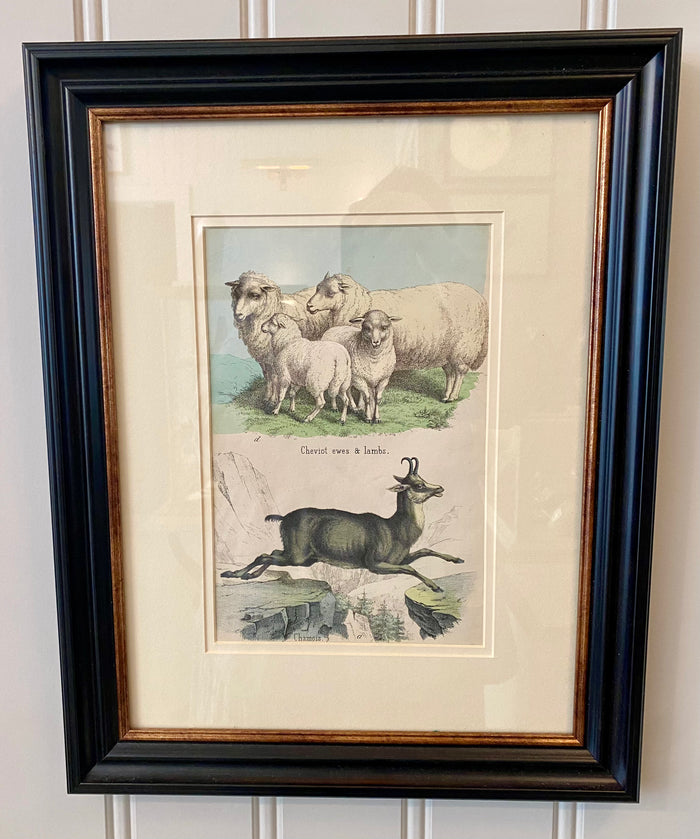 Lamb & Ewes Heirloom Lithograph