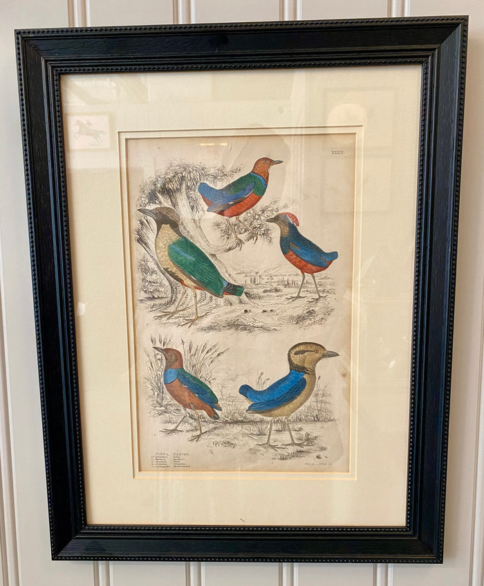 Heirloom Bird Lithograph - 5 Breves