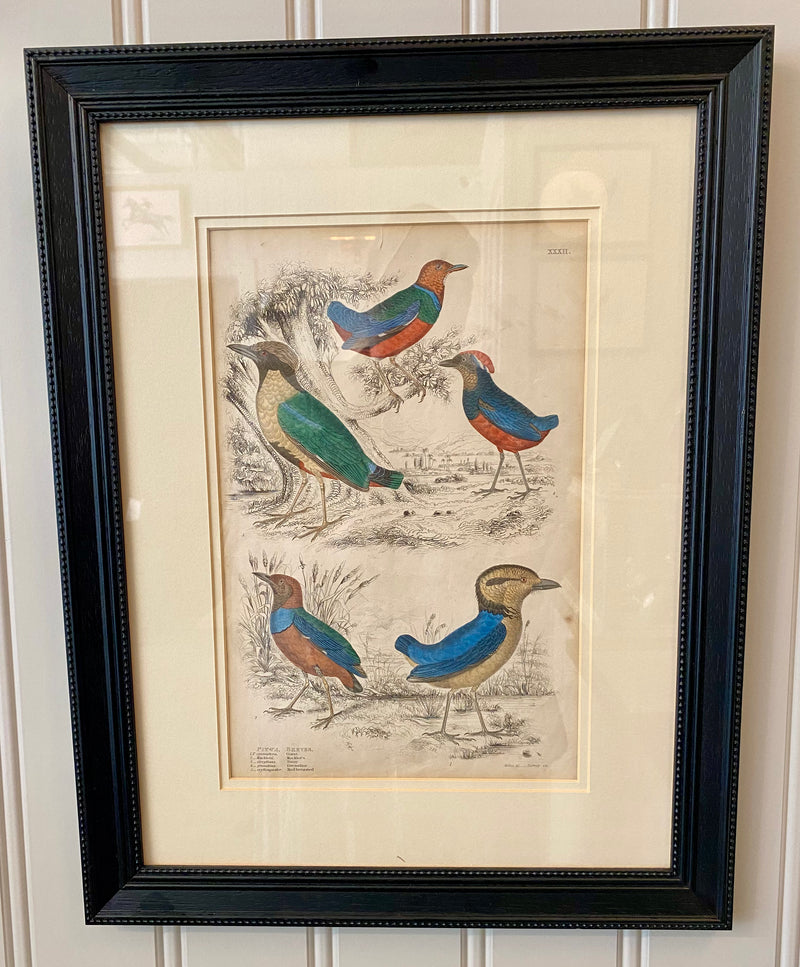 Heirloom Bird Lithograph - 5 Breves