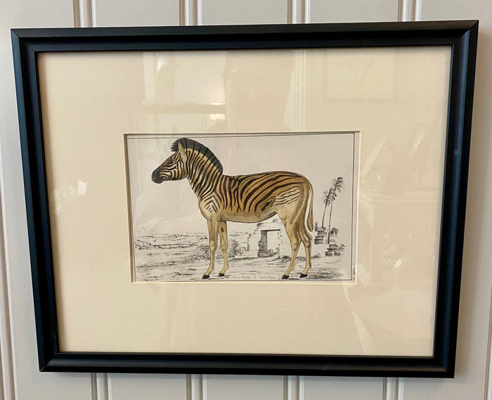 Heirloom Zebra Lithograph