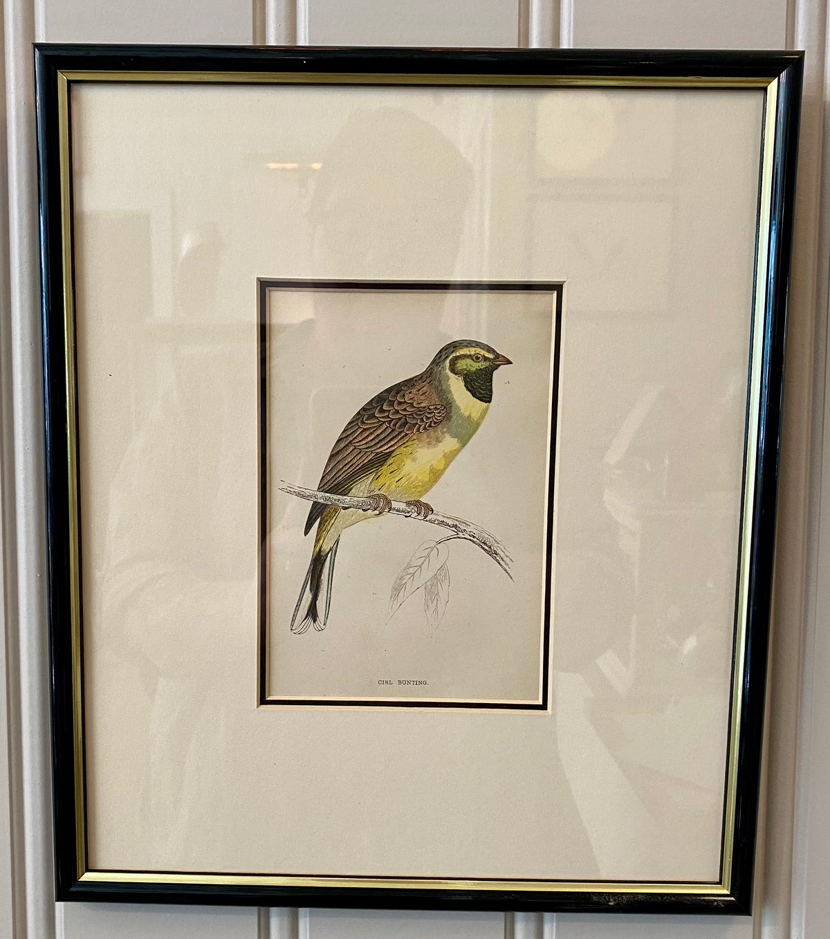 Heirloom Cirl Bunting Lithograph