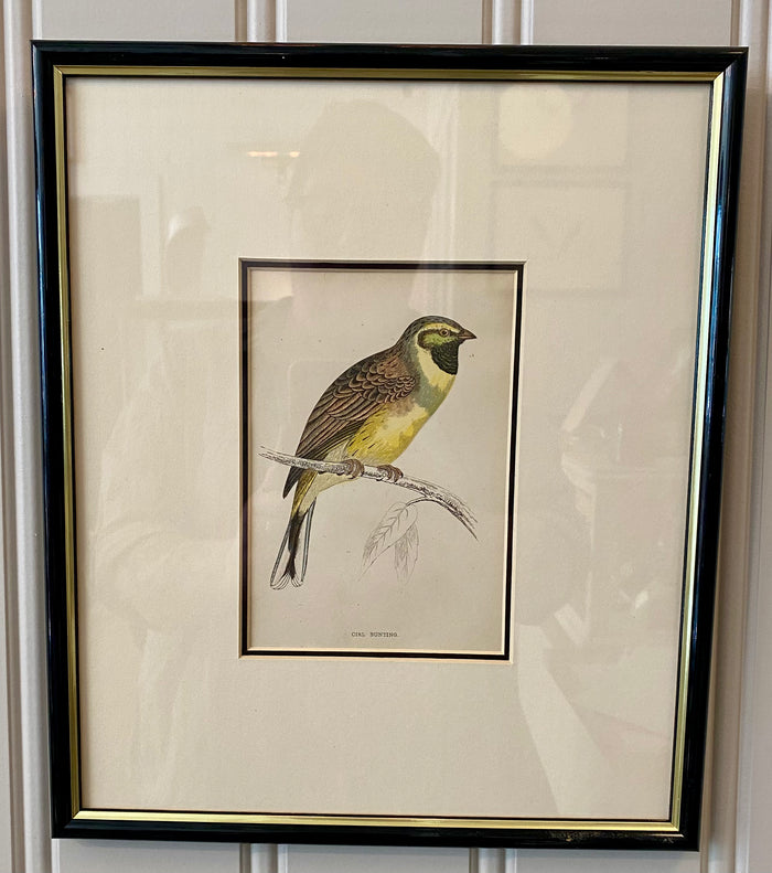 Heirloom Cirl Bunting Lithograph