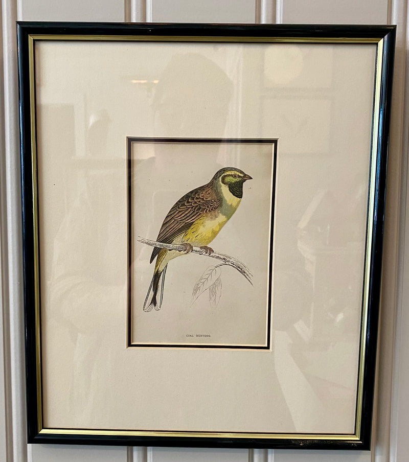 Heirloom Cirl Bunting Lithograph