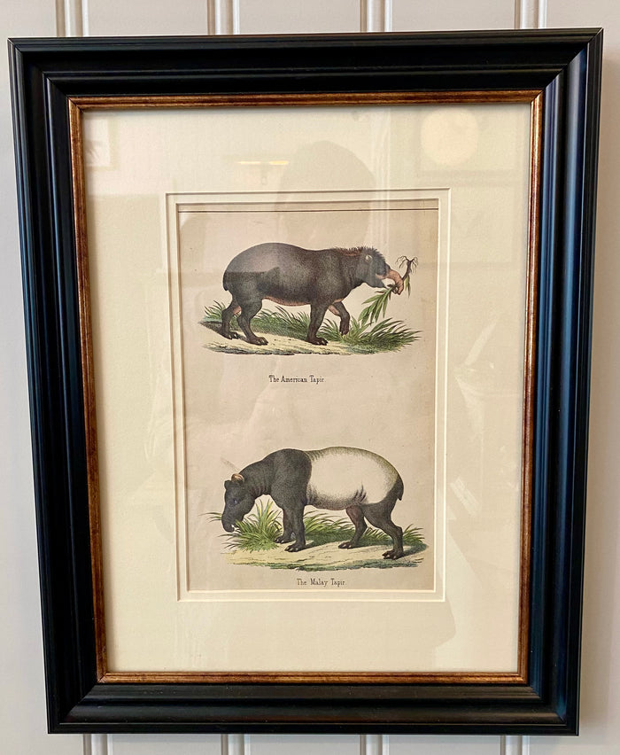 Heirloom Lithograph Tapir