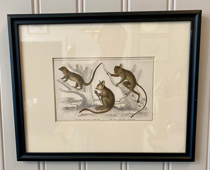Heirloom Monkey Lithograph