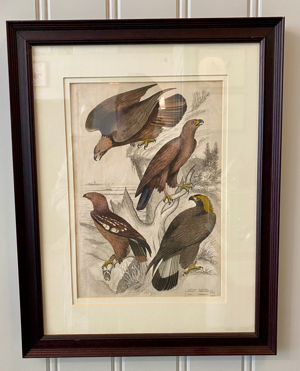 Heirloom Eagles Lithograph