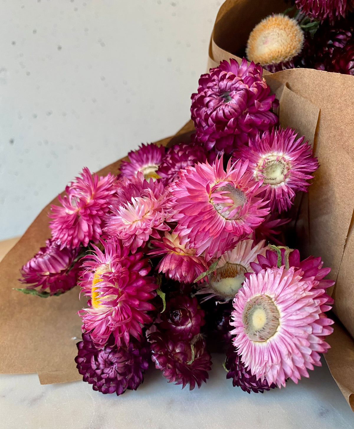 Burgundy Strawflower Dried Bouquet