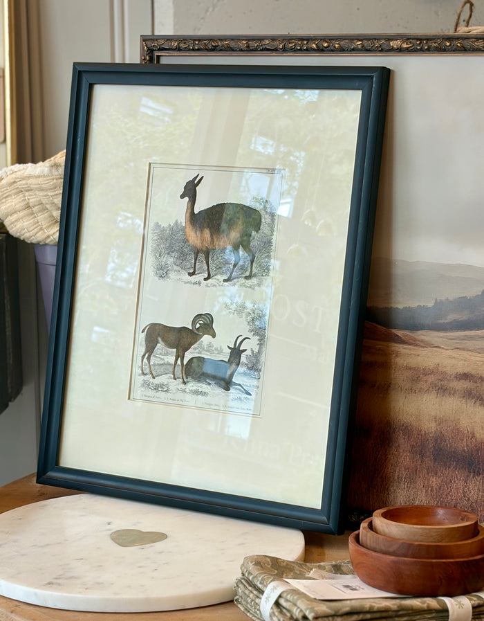 Heirloom Lithograph - Llama & Sheep