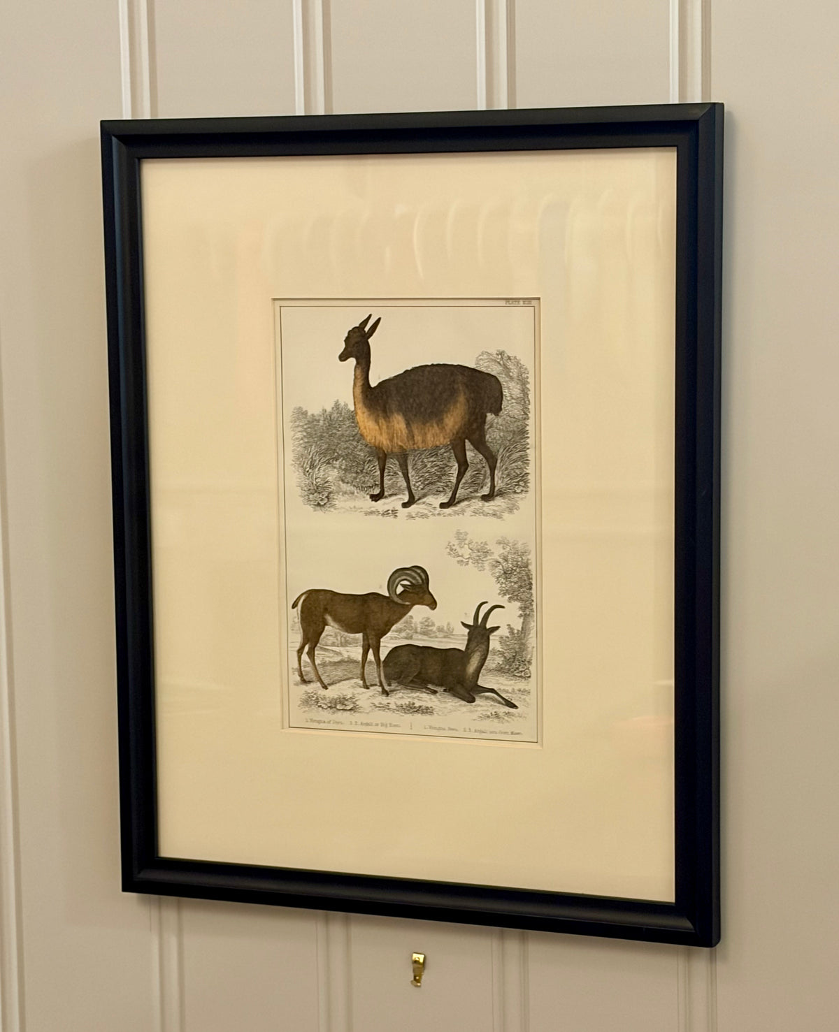 Heirloom Lithograph - Llama & Sheep