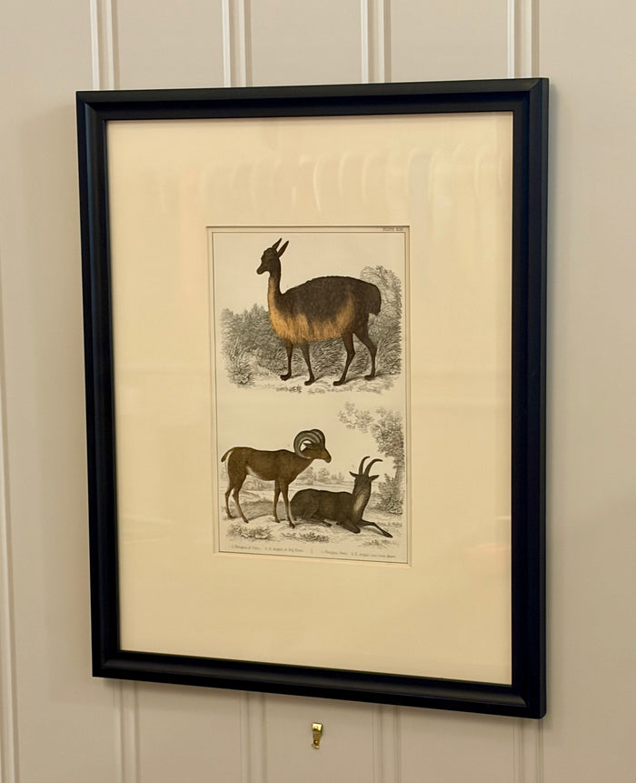 Heirloom Lithograph - Llama & Sheep