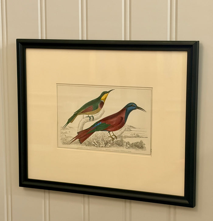 Heirloom Lithograph - Bee Eater Birds