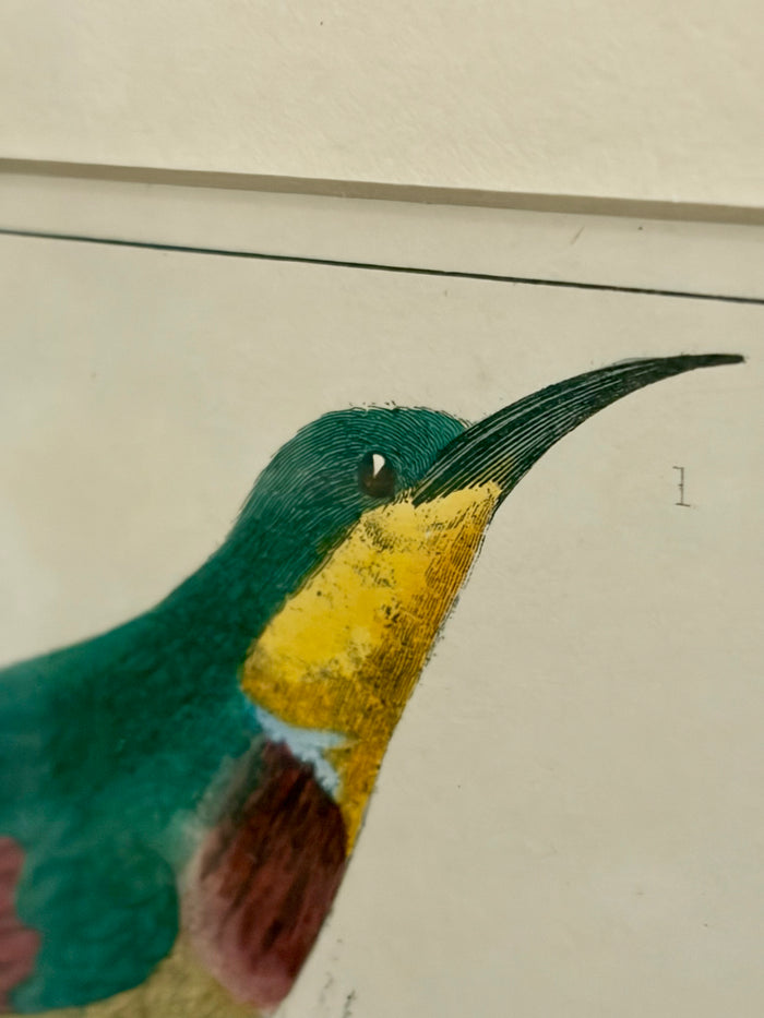 Heirloom Lithograph - Bee Eater Birds