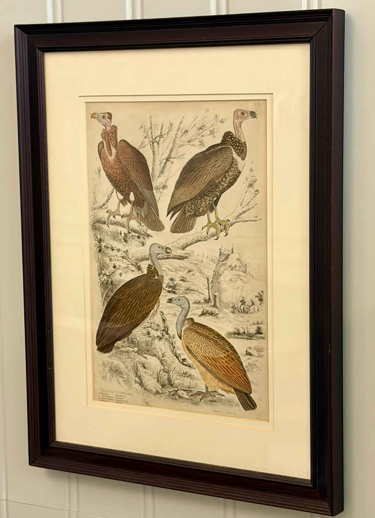 Heirloom Lithograph - 4 Vultures