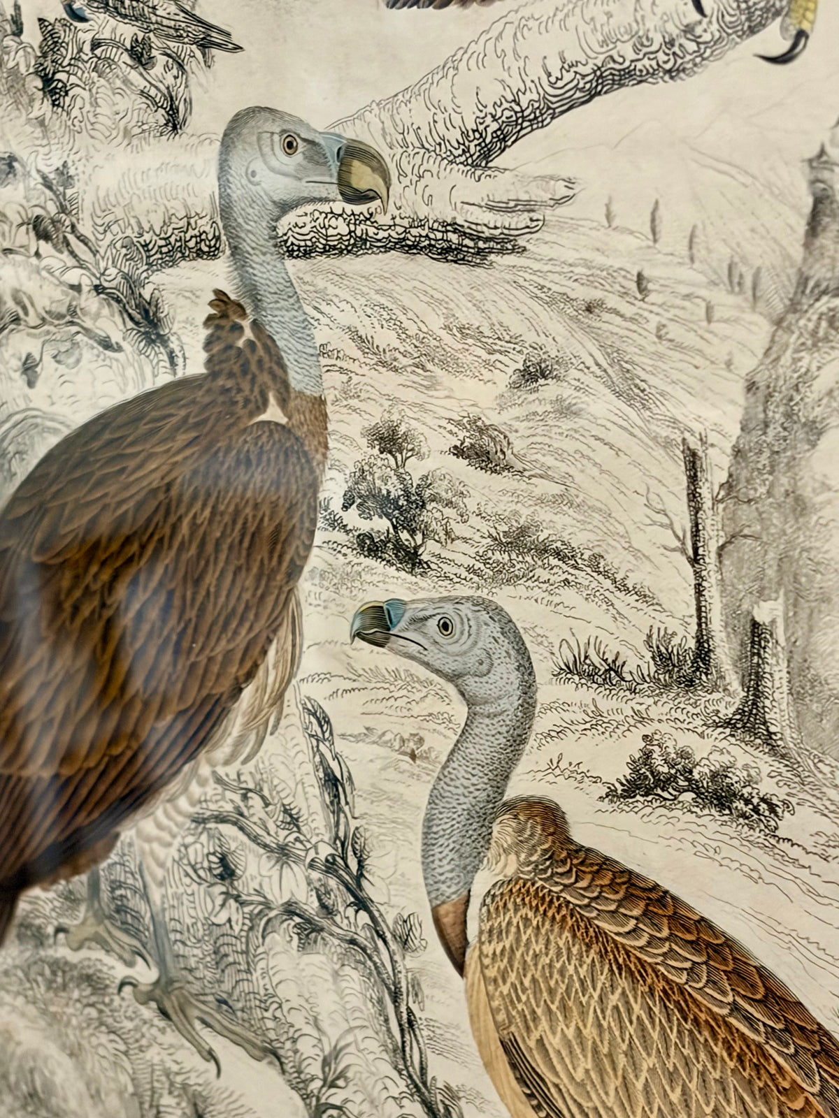 Heirloom Lithograph - 4 Vultures