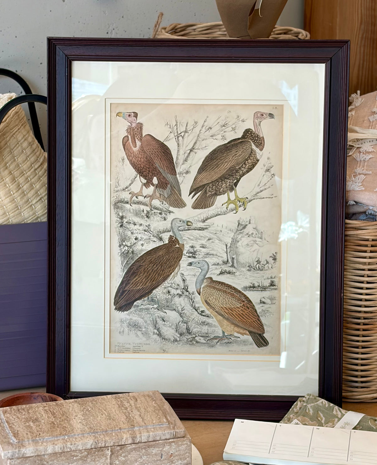 Heirloom Lithograph - 4 Vultures