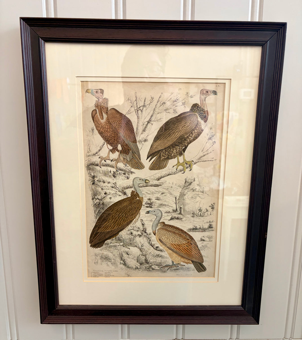 Heirloom Lithograph - 4 Vultures